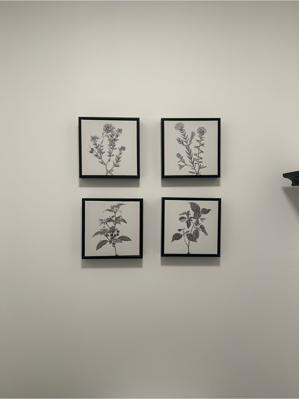 Botanical Wall Art Set - Black Frame, canvas Prints
